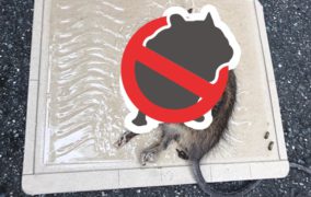 大阪府大阪市Rマンション様　ネズミ駆除点検訪問(2017,09,27)